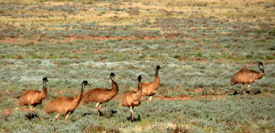 Flinders Ranges wildlife