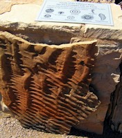 Flinders Ranges Fossils