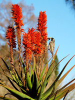 Birdlife Botanical Gardens