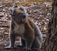 Koala in the wild Kangaroo Island