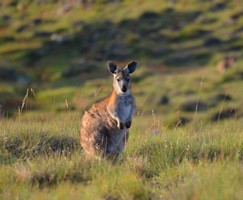 Kangaroo at Arkaroola Sanctuary