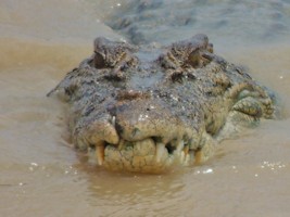 Crocodile Cruise Adelaide River